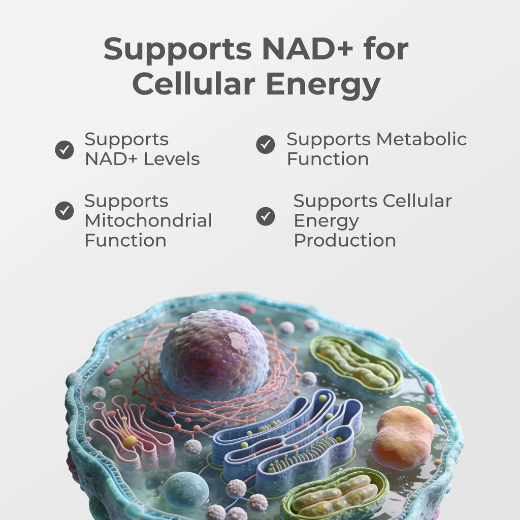 Liposomal NAD+ Capsules